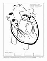 Heart Coloring Ask Worksheet Biologist Human Askabiologist Asu Edu sketch template