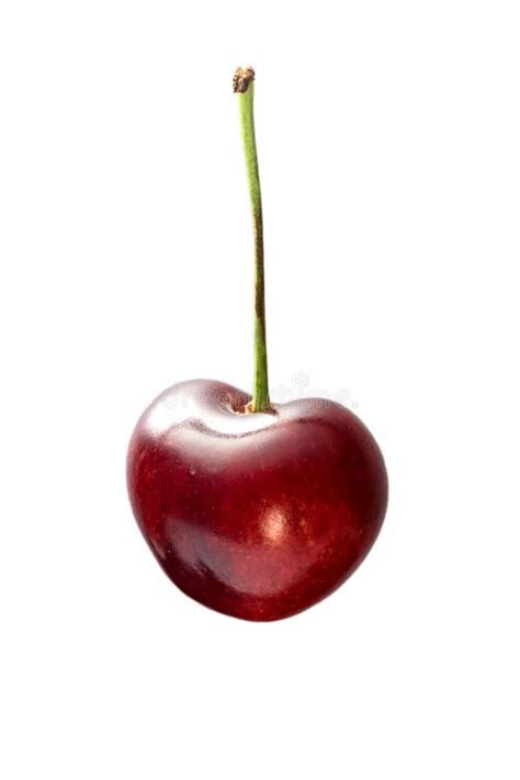 isolated single cherry stock image image  nature