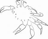 Crab Dots Brachyura Crabe Printmania Unisci Puntini sketch template
