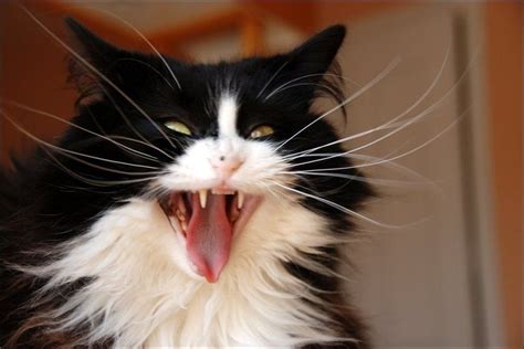 Bbc News Your Pictures Expressions Cat Expressions Cats Funny Cats