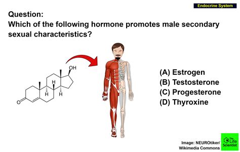 which of the following hormone promotes male secondary