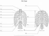 Labeling Cage Rib Thoracic Unlabeled Bones Physiology Vertebrae Labeled Ribs Axial Blanks Study Sternum Labelled sketch template