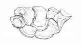 Carpal Anatomy Bones sketch template