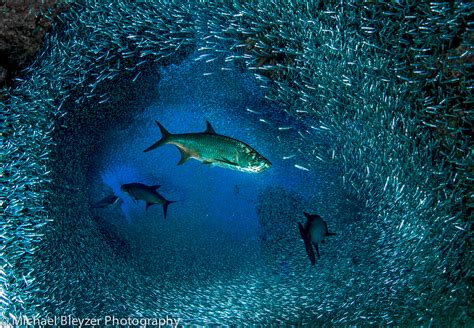 wallpaper water blue underwater ecosystem marine biology deep