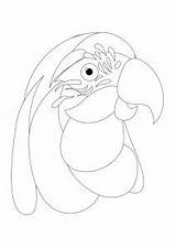 Dementia Macaw Aarp Identify sketch template