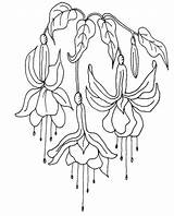 Fuchsia Drawing Rubber Fuschias Embroidery Pages Patterns Floral Drawings Flower Flowers Coloring Stamp Colouring Stamping Painting Choose Board Line sketch template