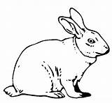Hare Coloring Rabbit Animals Pages Gray Clip Lièvre Coloriage Colorier Gif Book sketch template