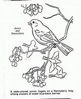 Colorat Pasari Imagini Pasare Planse Desene Copilul Coloring Zburatoare Plante Animale Cires Pentru Plansa Mici Copac Carte Gratuita sketch template