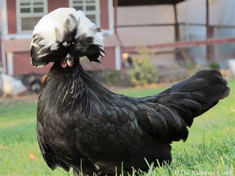 Tips For Selecting Chicken Breeds The Breed I Need Chicken Breeds
