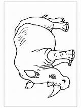 Rhino Coloring Pages Child Preschoolcrafts sketch template