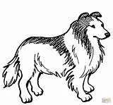 Collie Coloring Pages Dog Rough Labradoodle Puppy Lps Color Supercoloring Printable Border Getcolorings Colouring Grooming Guide Comments Choose Board Drawing sketch template