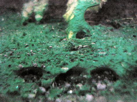 algae control crispy clean aquariums
