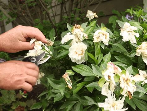menanam  merawat bunga kacapiring gardenia bibitbungacom