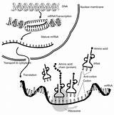 Transcription Protein Synthesis Translation Biology Diagram Steps Mrna Trna Ribosome Codon Summary Anticodon Rna Polypeptide Amino Acid Nuclear Dna Membrane sketch template