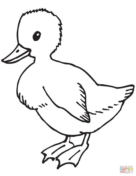 cute duckling coloring page  printable coloring pages