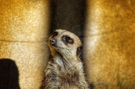 meerkat nose photograph  joseph caban fine art america