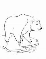 Bear Polar Coloring Pages Thick Ice Drawing Outline Printable Face Cub Cute Bears Cartoon Preschoolers Color Getdrawings Getcolorings Draw Kids sketch template