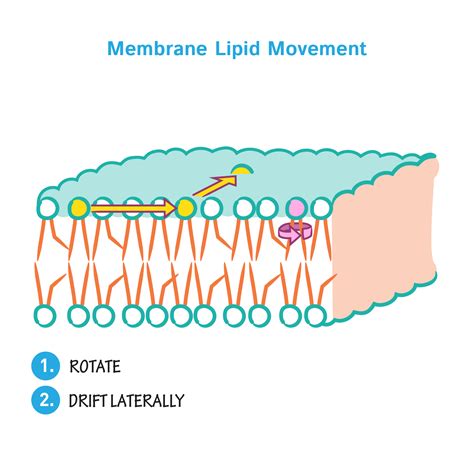 general biology glossary membrane fluidity draw