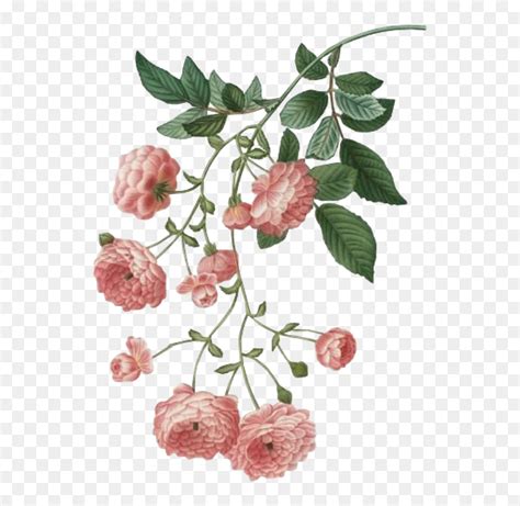 flower spring pink png  overlays overlay overlay aesthetic