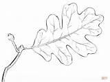 Leaf Oak Tree Coloring Draw Drawing Pages Drawings Step Printable Leaves Supercoloring Branches Contour Pa sketch template