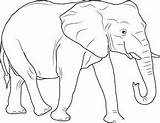 Elefant Afrikanischer Ausmalen Ausmalbild Malvorlage Coloringpages101 Afrikas Nashorn Zootiere sketch template