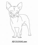 Coloring Chihuahua Pages Printable Popular Library Template Coloringhome sketch template