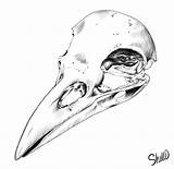 Skull Crow Drawing Drawings Paintingvalley sketch template