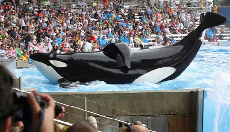 seaworld entertainment challenges  documentary  captive orcas
