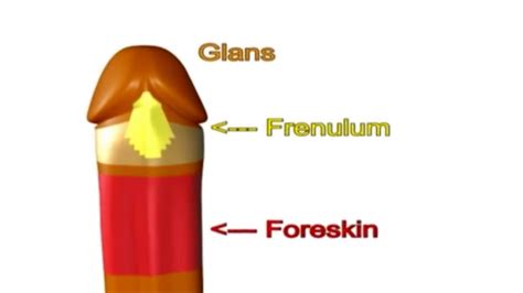 how foreskin moves youtube
