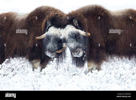 musk oxen ovibus moschatus males head  head  prudhoe bay stock