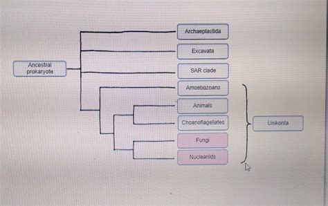 solved based   tree hypothesize     cheggcom