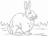 Lapin Vrai Realiste Bunny Supercoloring Conejito Tierno Imprimer Conejos Categorías Imprimé Fois sketch template