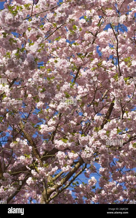 prunus ichiyo blossom cherry blossom   english garden stock