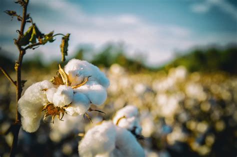 cotton plant turned  clothes   works