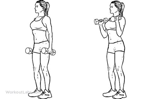 Standing Dumbbell Curl Illustrated Exercise Guide Workoutlabs