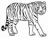 Tiger Coloring Pages Drawing Tigers Color Lion Bengal Animal Siberian Printable Kids Detroit Colouring Animals Pencil Tooth Realistic Baby Saber sketch template