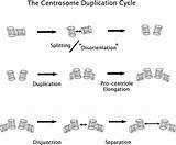 Centrosome Centriole Reproduction Schematic Splitting Centrioles Represented Microtubule sketch template