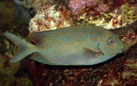 filegoldspotted spinefoot saltwater fish pxjpg wikimedia commons