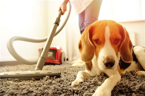 Spring Cleaning Safety Tips To Protect Your Four Legged Friend