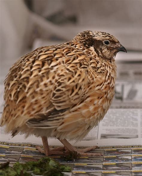 japan   wonderful rife  japanese quail