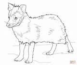 Raccoon Marderhund Marder Racoon Hunde Designlooter sketch template