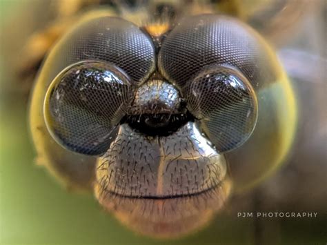 dragonfly face  close aww