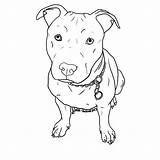 Pitbull Tattoo Drawing Dog Simple Tattoos Pit Bull Choose Board Drawings sketch template