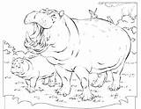 Hippo Coloring Pages Baby Hippopotamus Color Getcolorings Getdrawings Colorin sketch template
