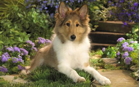 collie puppy wallpapers  images wallpapers pictures