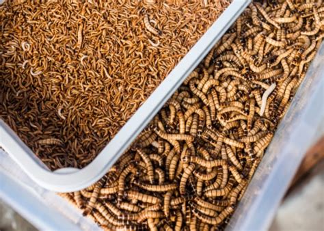 dried mealworms bad  dogs