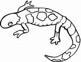 Gecko Coloring Colorful Pages Printable Lizard Categories sketch template