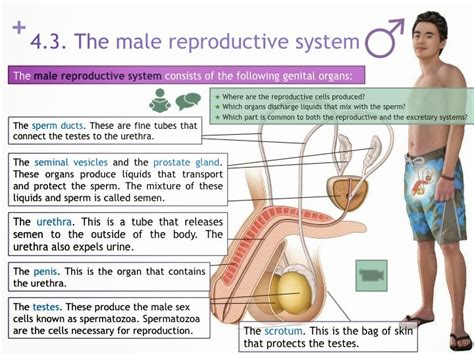 Tic Tac Science Year 6 Unit 4 Reproduction The Male