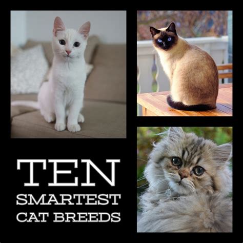 top  smartest cat breeds pethelpful
