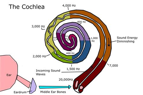 cochlea hubpages